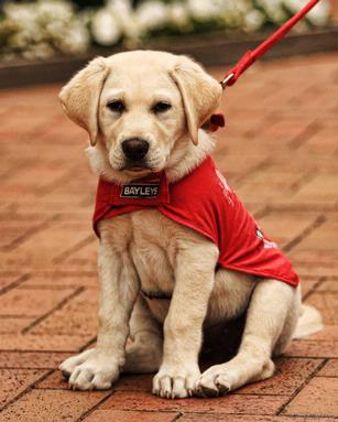  Puppy in training, Howick