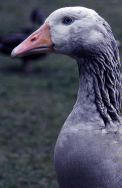 Jin Ng; You lookin'at me?; Taken outside the Auckland Museum.