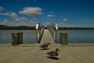 Jack Yueh; Walking in the summer afternoon; Ducks cruise the Parakai wharf