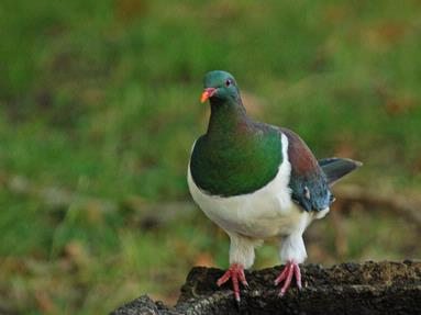 Steve Harper;Kereru @ watering hole;Thirsty bird on hot summer day, Cornwall Park