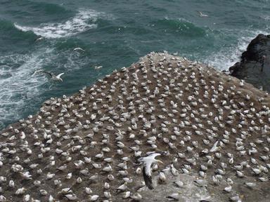  Muriwai colony