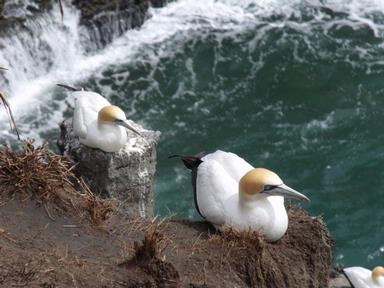 france gipsy; Gannets nesting