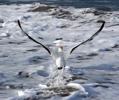  Gannets at Tawharanui beach