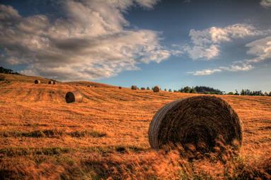 Brendan Creamer;Summer Harvest; Fields in Whitford