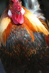 Bryan Lay Yee;Strutting His Stuff; Rooster in Cornwall Park