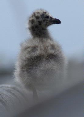 Peter; Gull Chick