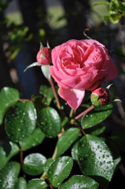 Pink Rose