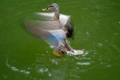 Gavin Tasker; Duck drying off after a dip with some mates at Auckland Zoo