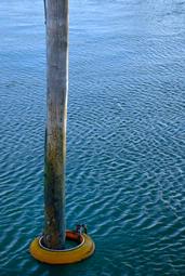 Gavin Tasker; Swing mooring at Westhaven Marina