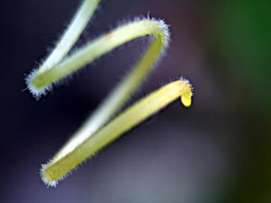 Natvar Chavda; Macro 01; House Back yard, Auckland