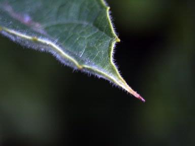 Natvar Chavda; Macro 02; House Back yard, Auckland