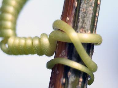 Natvar Chavda; Macro 03; House Back yard, Auckland