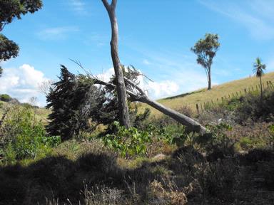  Tawharanui Penisula, Matakana, 7.2.10