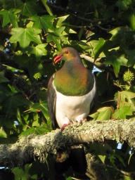 Megan Murphy; A Wood Pigeon out my door; We were lucky to get a visit from a Wood Pigeon here in the burbs in Howick. It was lovely to see him up close like this. Taken on a wee Canon Ixus 970 15