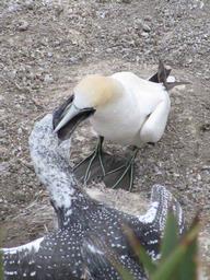 Lynda Webster; Feeding Time; Muriwai Gannet Colony