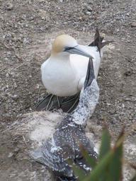 Lynda Webster; Feed Me Mummy; Muriwai Gannet Colony