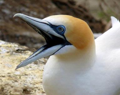 Archana;Gannet; Captured at Muriwai beach Gannet Colony, Auckland, NZ