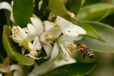 Bryan Lay Yee; Bee & Orange Blossoms