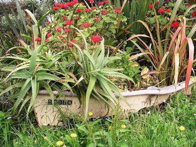 Joan Kirk; still enjoying summer; Recycled dingy on Waiheke Island