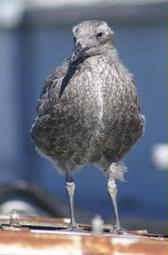 Peter Masefield;gull_chick_1