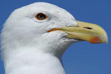 Peter Masefield;gull