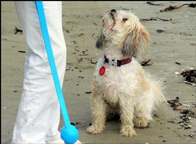 polly nash; hurry up; taken Oneroa Beach Waiheke Island