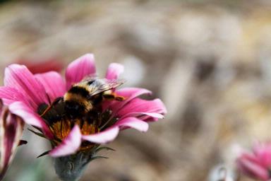  He travels from flower to flower to get what he needs - Honey! This was taken in garden in Kaukapakapa.