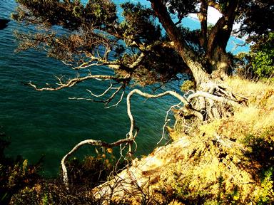 Ben French; cliffgiant; A symbol of Kiwi Inginuity. Taken in Howick, Musik point 28/03/2010