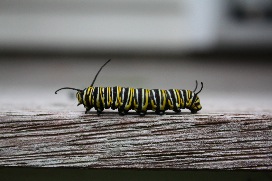 kari;Close up!; looks like someone painted on the caterpillar