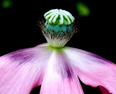 Archana;Flower;Captured at Auckland Domain