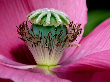 Archana; Flower; Captured at Auckland Domain