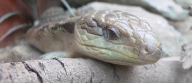 Jennifer Olberts;Looking Lizard;A lizard from Butterfly Creek near the airport