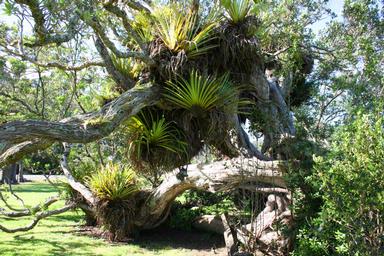 Tolya Chernyshev;Beach symphony of Pohutukawa;Little Huia, Waitakere