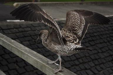 Mark Woods; Gull on Devonport Wharf; Not a happy Gull