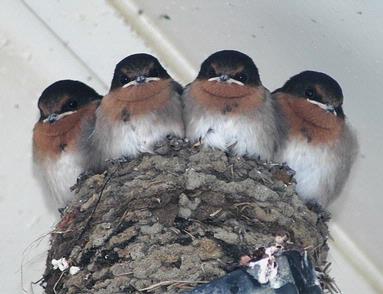 Peter MacDonald;Welcome Swallows