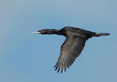 Peter MacDonald; NZ Shag