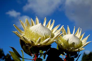 Elena Yanchyn; Flowers in the sky; Botanic Gardens