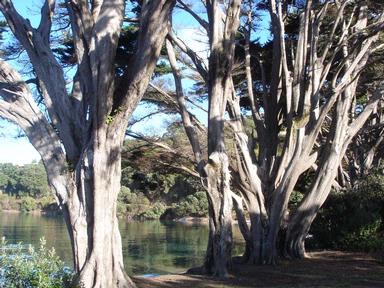 Alex Balfour;Surfdale Trees