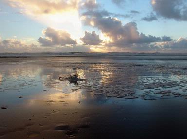 ES, Han;Piha beach in sunset; The day of beautiful sunset