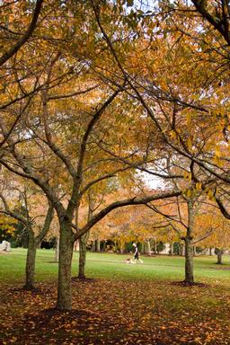 Bryan Lay Yee;Autumn in the Park; Cornwall Park