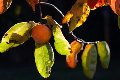 Bryan Lay Yee;Persimmon; in Autumn's morning light