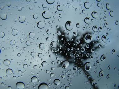 Cheryl Nichol;Raindrops;I love how the palm tree is reflected countless times in the raindrops on my windscreen before I head to work in Howick.