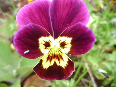 Bhavana Suroshi; Flower; Nature is so creative