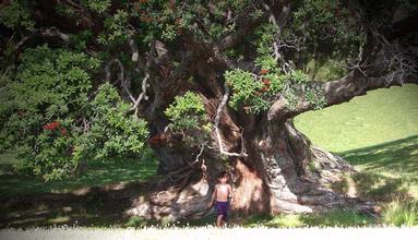 Taryn Rabie; Young Boy's Heritage; My young son at home besides this peaceful aged Pohutukawa Waiheke Island