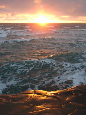 BRIGID OGILVIE; Rock Lobster; Muriwai
