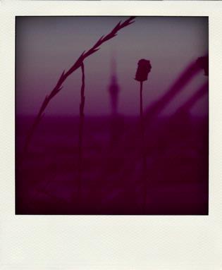 Alice Walker; Purple Haze; Taken from the hillside on Mt Eden at dusk.
