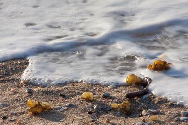 Bryan Lay Yee;Seafoam; The tide comes in as the tide goes out at Mission Bay