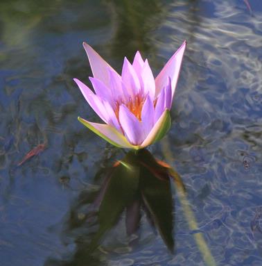 Yanni Migias; Water Lilly; Auckland Winter Gardens actively promoting beauty though flora