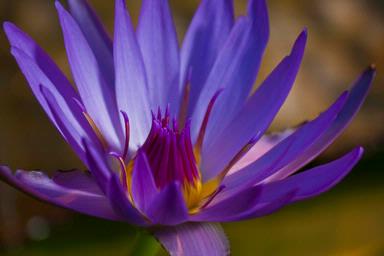 Bryan Lay Yee;Waterlily; Blooming at Auckland's Wintergarden