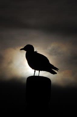 Icaro Lavrador; Bird